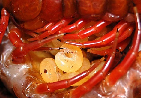 ret[-]khong[-]lo